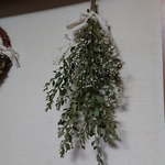 スワッグ🌿 ユーカリとカスミソウ