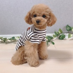 犬服 🧁and🍉＊ボーダー半袖Tシャツ