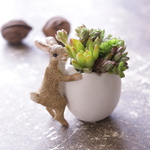 たちうさぎのサキュレント （ギャザリング）