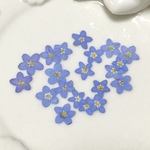 自家製押し花　勿忘草 　ナチュラルブルー  　レジン・キャンドル封入・押し花アート