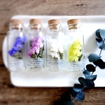 植物標本　Botanical Collection■No.2　スターチス ボリューム　4品種セット　