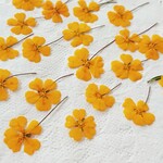 押し花素材(ヒベルティア)