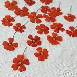 再販 押し花素材(ヒベルティア)