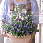 たっぷり忘れな草とすずらん水仙の優しい寄せ植え