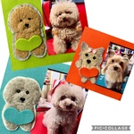 hさまオーダー品・ヨーキー&トイプー全部で3わんチャーム
