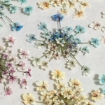 混色　押し花　レースフラワーのドライフラワー　No9