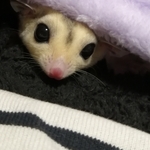 専用ページ