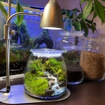 苔テラリウム　オーダーメイド受付