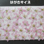 押し花　素材　花いろいろ(彼岸桜) (３１枚) ６６５