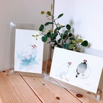 文鳥２点セット