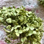 残り3箱！大きいアナベル紫陽花ねこbox❣️