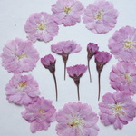 押し花素材・桜①
