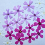 押し花素材・芝桜