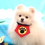 金太郎の腹かけあぶちゃん❤️肉球印🐾