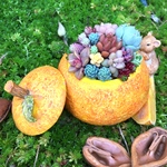 ネズミ君のオレンジに多肉植物た〜っぷり！