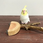 檜と蜜柑のステージパーチ（M）