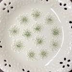 レースフラワー(押し花)