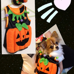 かぼちゃマン　ハロウィンコスチューム
