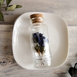 【特別2輪入り】植物標本　Botanical Collection■No.15-S　アネモネ・デカン 増量Ver,