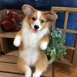 でっかいコーギー縦お座り❣️