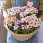 マシュマロバーベナのパステル寄せ植え