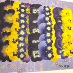 ♡new♡作家様必見♡ ♡ビオラやジュリアン、バーベナなど♡MIX押し花セット