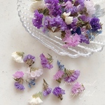 スターチスの花材