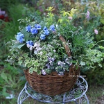 爽やかブルーのお花でギャザリング寄せ植え