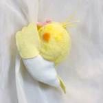 ことりピンチ♡オカメインコ　ルチノー