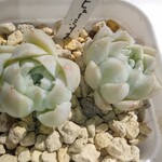 韓国苗　ヒューミリス　二個　多肉　プレステラ付き