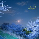 20-001  スーパームーン 桜　　柳津　A４size
