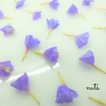 :: スターチス : ネイビー : ドライフラワー ::