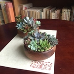 サラダボウル多肉寄せ植え