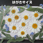 押し花　素材　花いろいろ (２２枚) ６７７