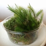 【苔パック詰め】ヒノキゴケ・ハイゴケ・アラハシラガゴケ