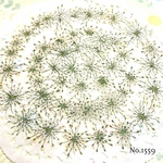 ♡new♡作家様必見♡ ♡レースフラワー 押し花♡