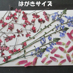 押し花　素材　花いろいろ (４７枚) ６８１