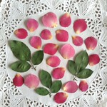 押し花素材　No550　バラのセット