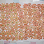 押し花商品【バーベナ　オレンジ色】