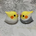 コロコロオカメインコ（中）