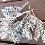 シロタエギクドライフラワー