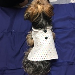 ⭐︎カラフルな星柄スモック⭐️男の子も❗️着せやすい犬服オーダーメイドで❗️