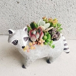 残り１つ♡ゆるかわあらいぐまちゃんのおまかせ寄せ植え