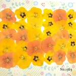 ♡new♡ ♡送料無料♡ビオラ♡押し花セット♡