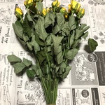 【ドライ】イエローバラ 薔薇 ばら 黄色 15本 30cm