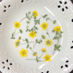 野の花2(押し花)