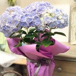 アジサイ万華鏡