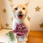 ✩ふりふり♡エプロン♡ピンク/猫/犬✩