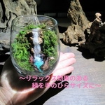 いぶきの滝苔テラリウム　〜手のひらの大自然〜