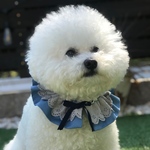 輪ビション巻き